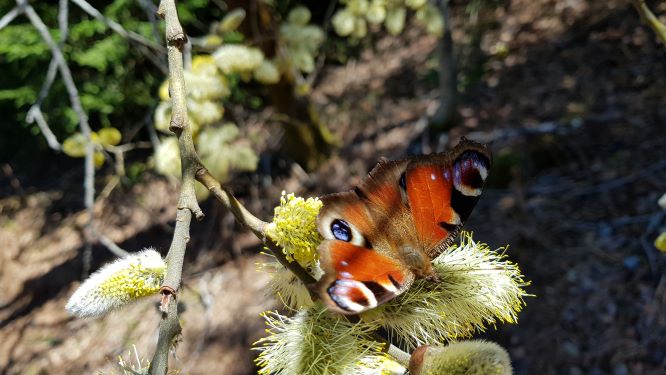 Wanderung zum Glaswaldsee