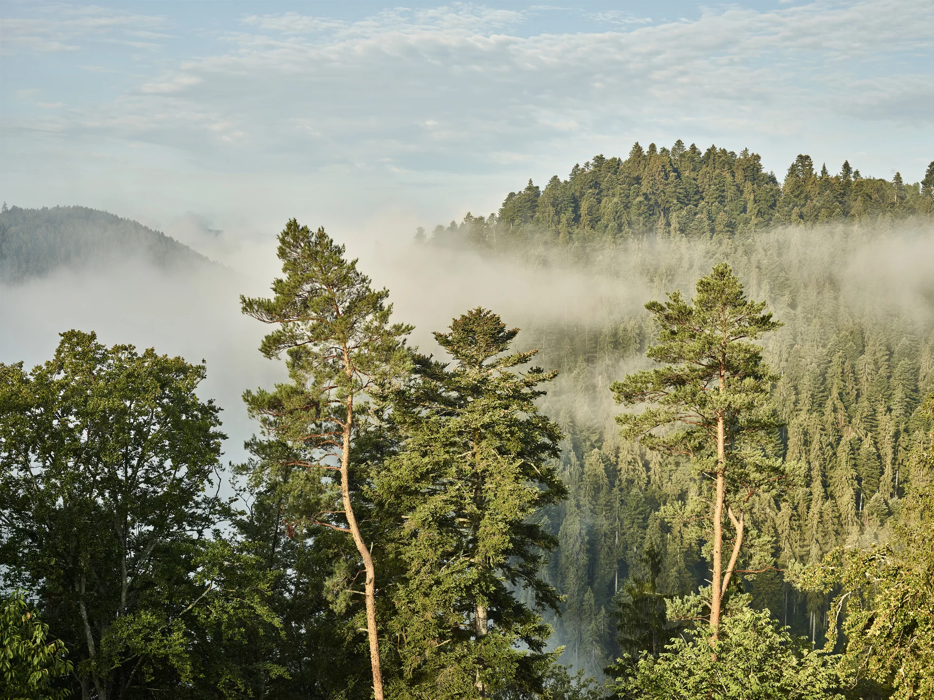 7 NÄCHTE Schwarzwaldwoche